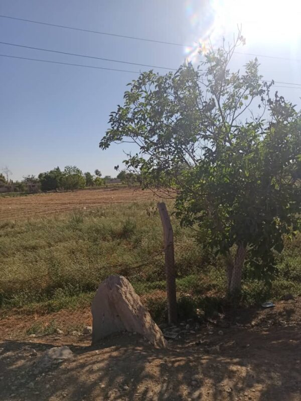 Prime Agricultural Land for Sale – Damascus Airport Road (Next to The Cinematic City) – Convertible to Tourism Use - Image 10